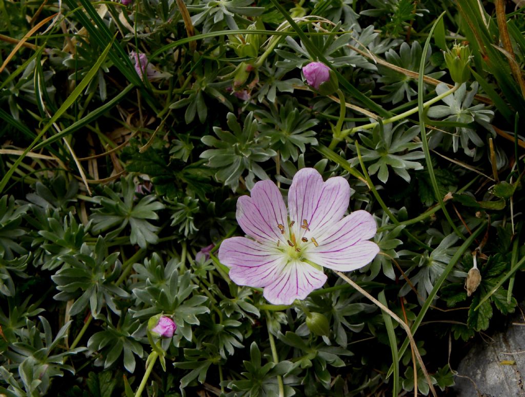 Geranium argenteum / Geranio argentino